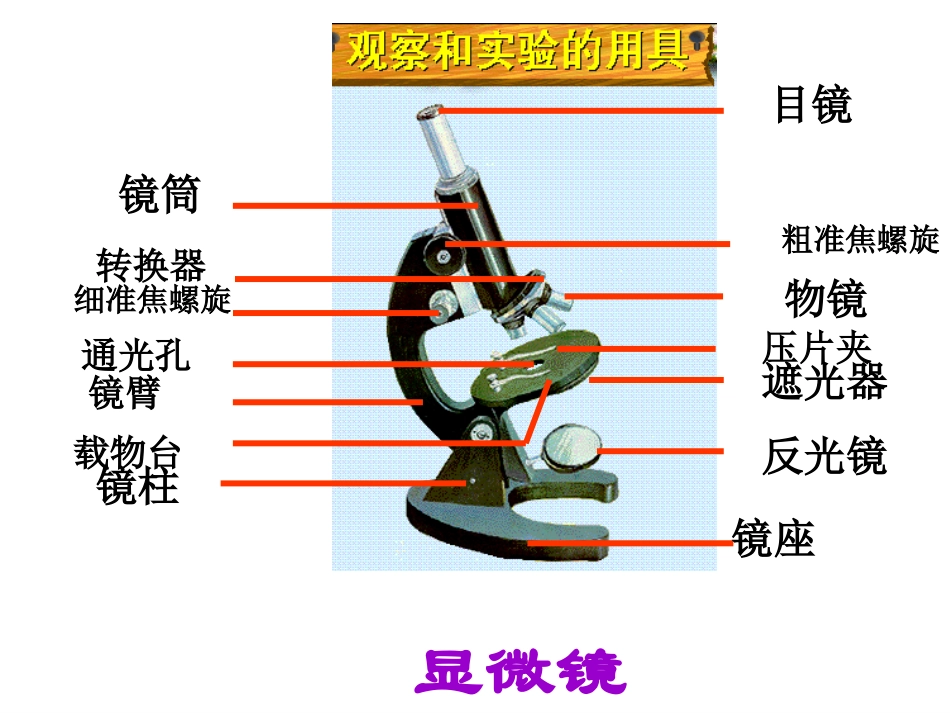 人教版七上第二单元第一节练习使用显微镜_第2页