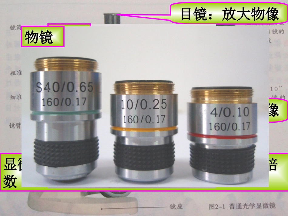 人教版七上第二单元第一节练习使用显微镜_第3页