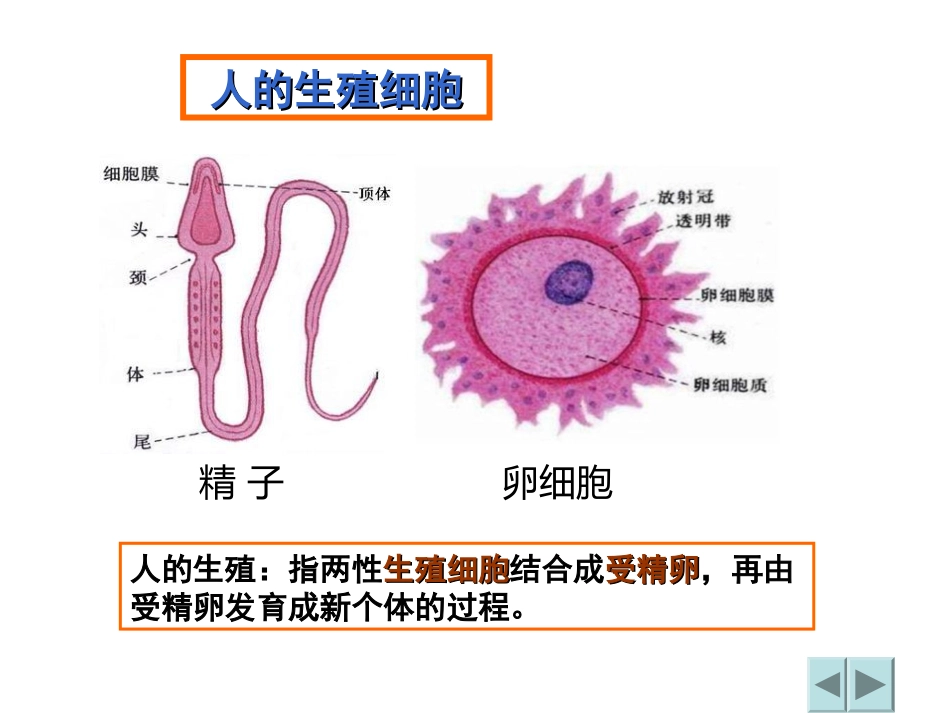 微课件《人的生殖》_第2页