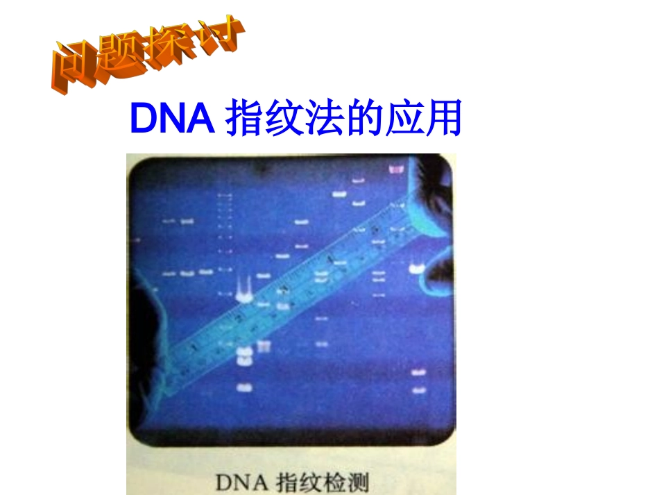 授课23遗传信息的携带者——核酸课件2（人教版必修1）_第3页