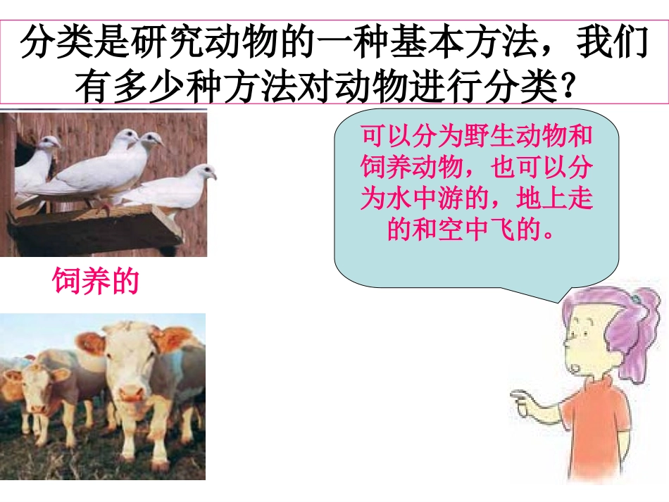 教科版科学六年级上册《种类繁多的动物》PPT_第3页