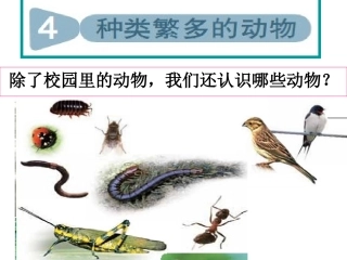 教科版科学六年级上册《种类繁多的动物》PPT