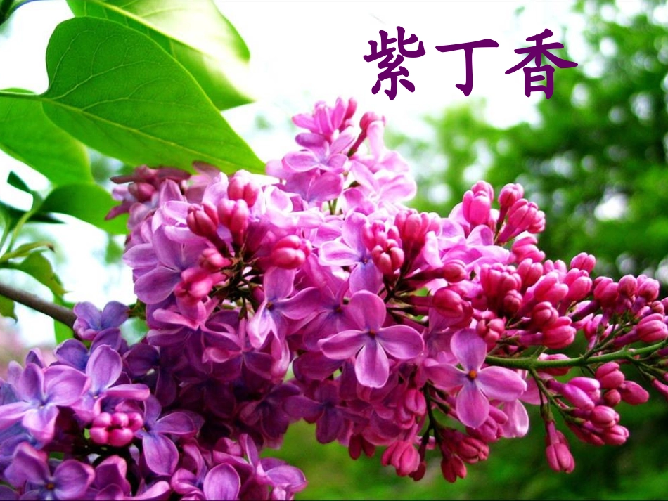 一株紫丁香（已修改）_第1页