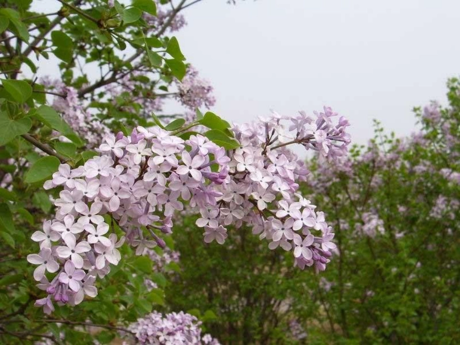 一株紫丁香（已修改）_第2页