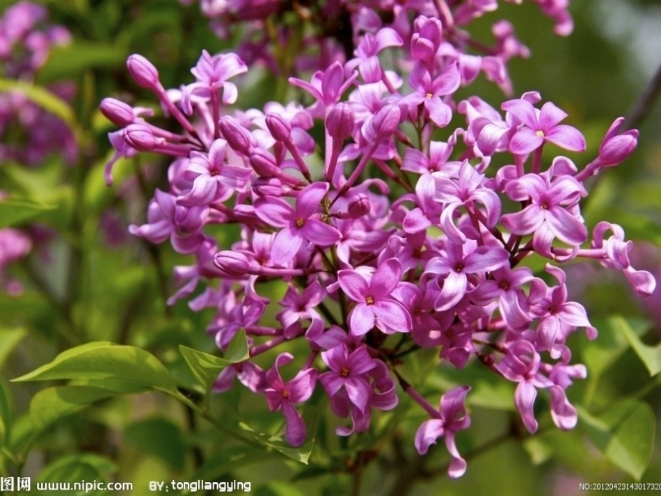 一株紫丁香（已修改）_第3页