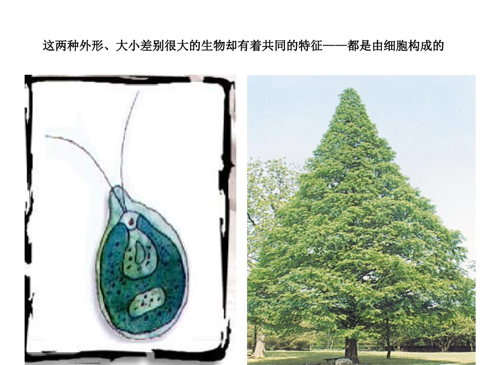 显微镜使用方法好_第2页