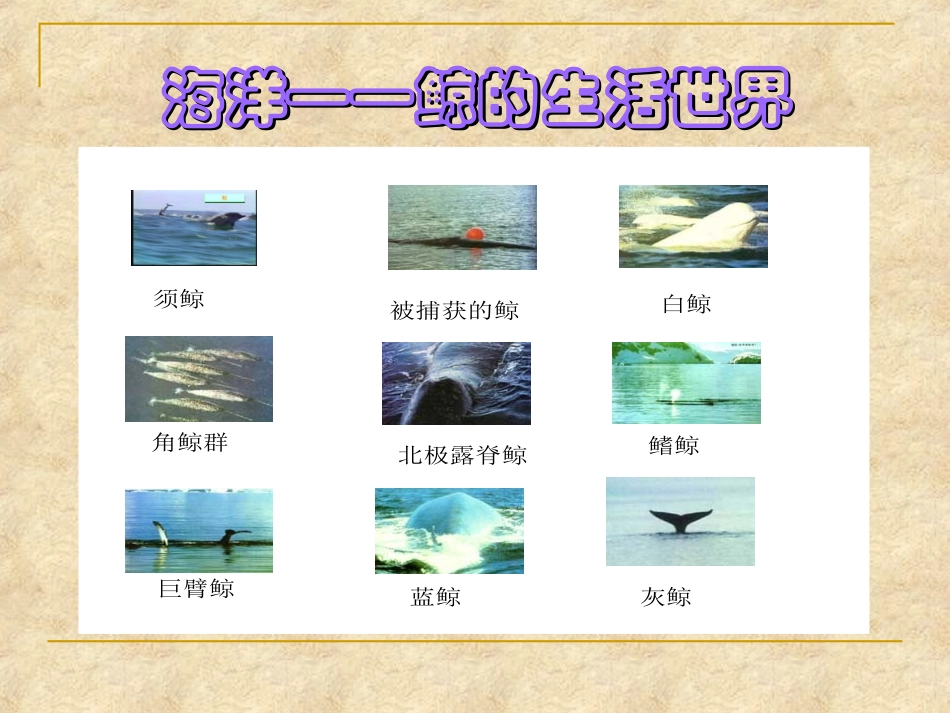 陈艳娣《09鲸》PPT课件_第3页