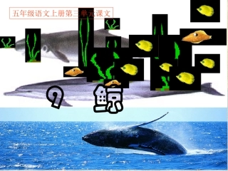 陈艳娣《09鲸》PPT课件