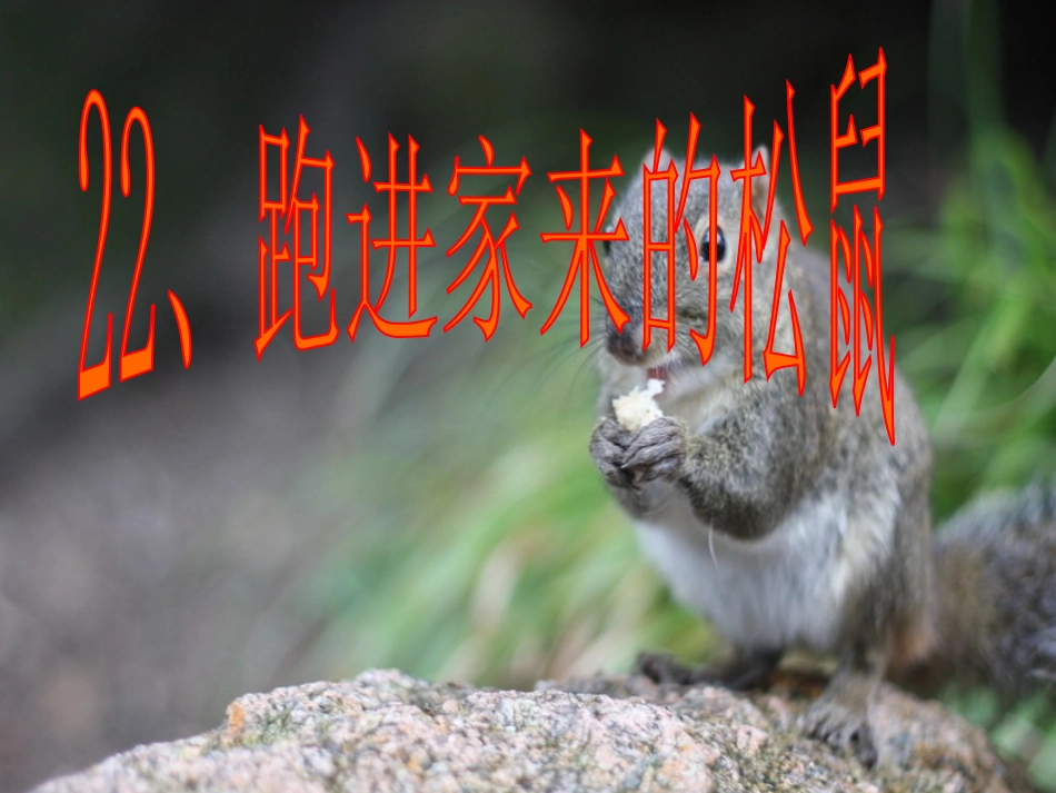 一只松鼠跑进我们家来_第2页