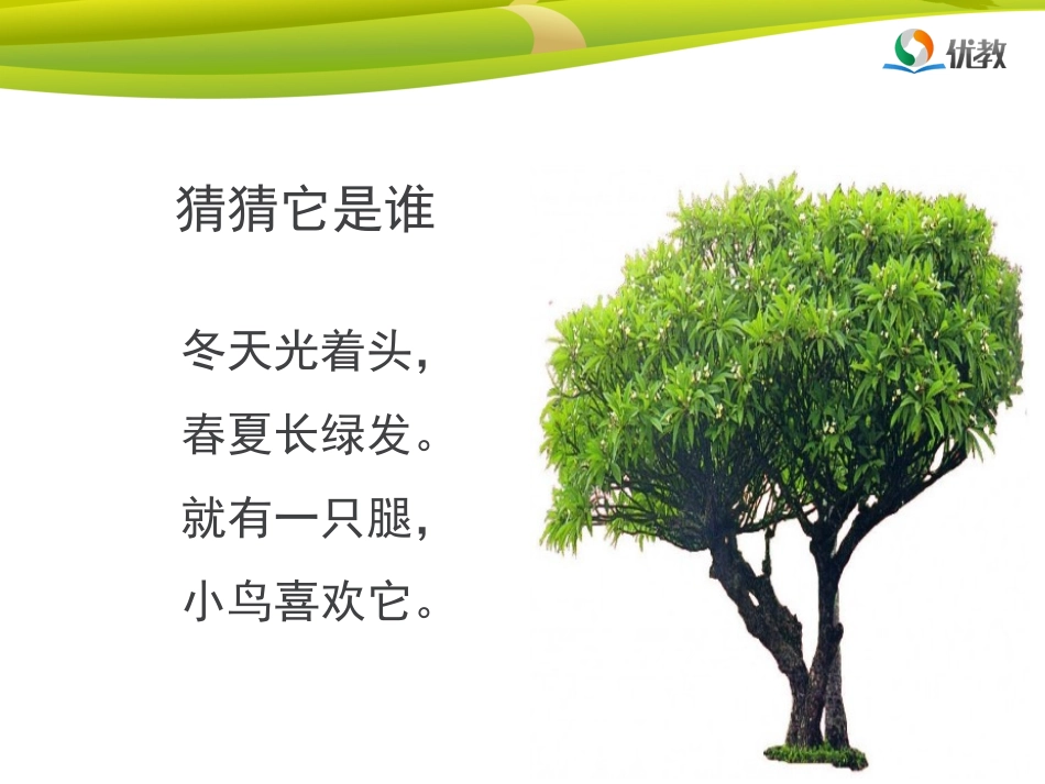 《树之歌》名师精品课件_第1页