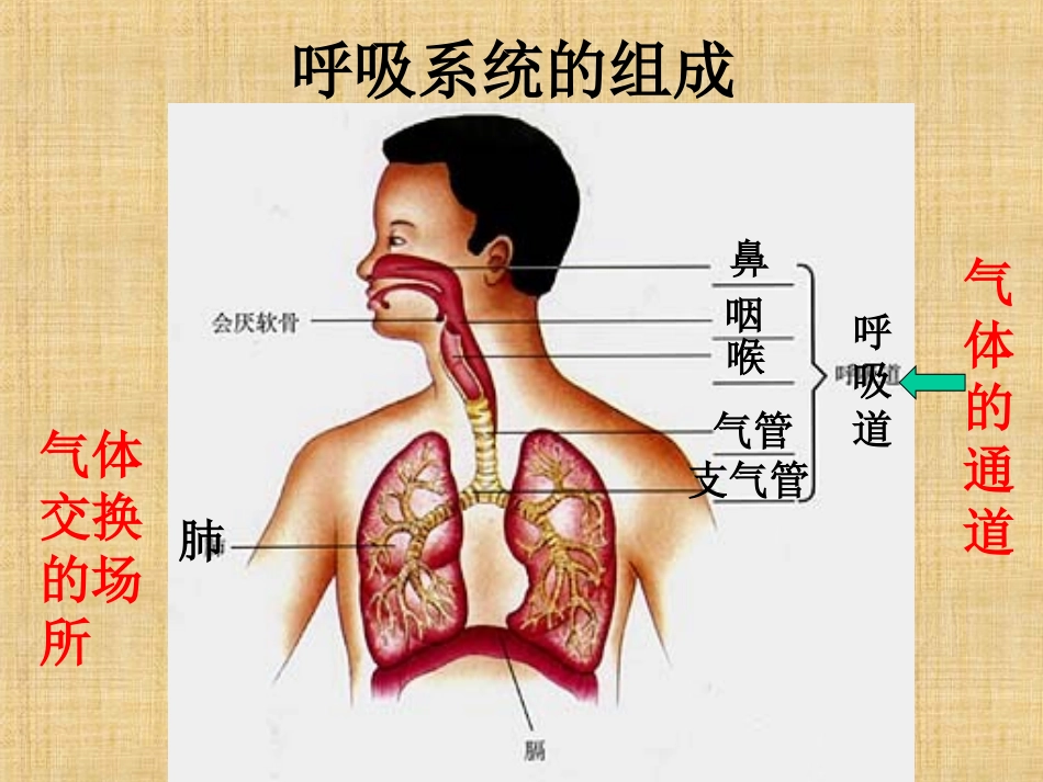 人体的呼吸（96）_第2页