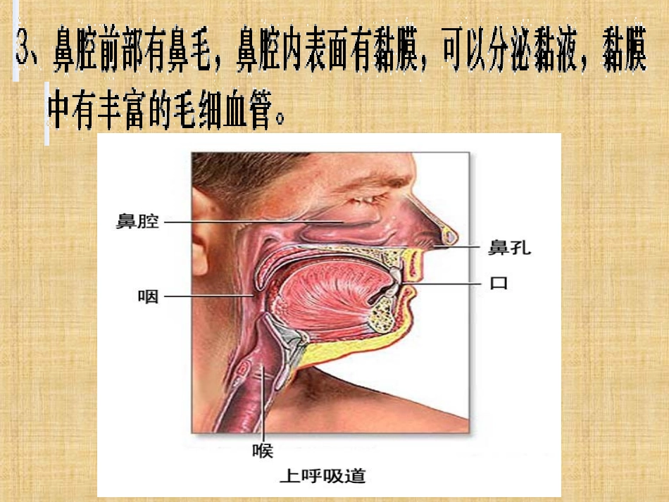 人体的呼吸（96）_第3页