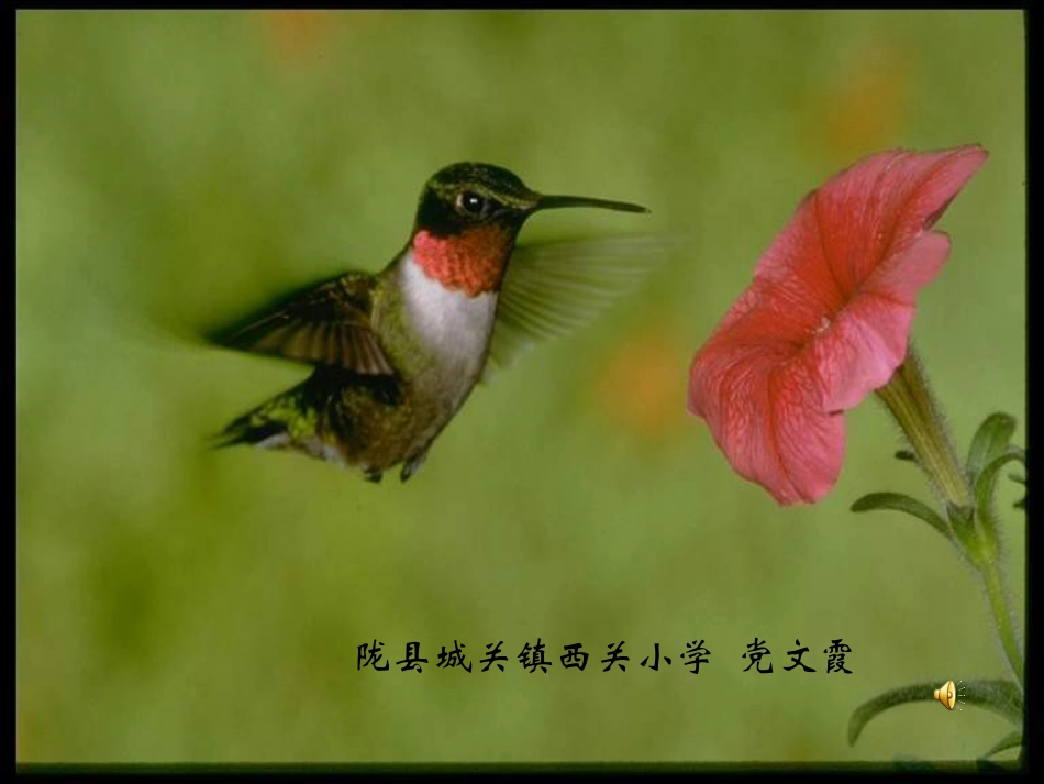 珍珠鸟PPT课件(1)_第1页