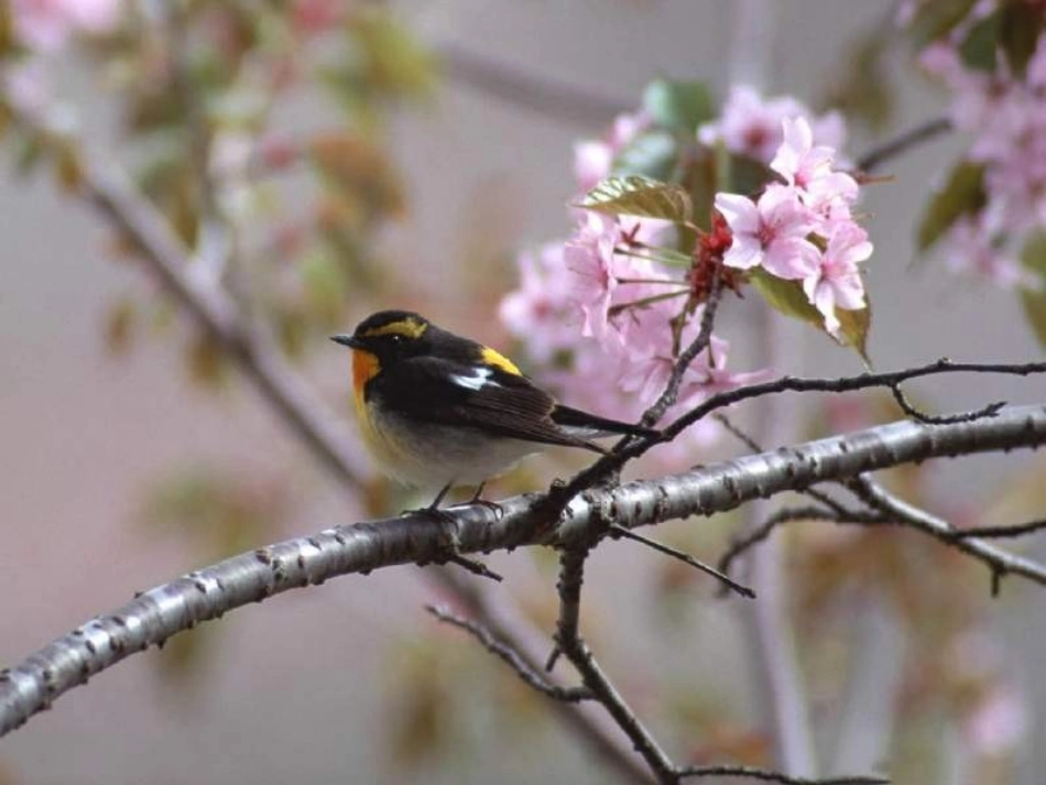 珍珠鸟PPT课件(1)_第3页