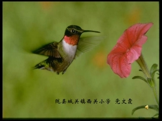 珍珠鸟PPT课件(1)