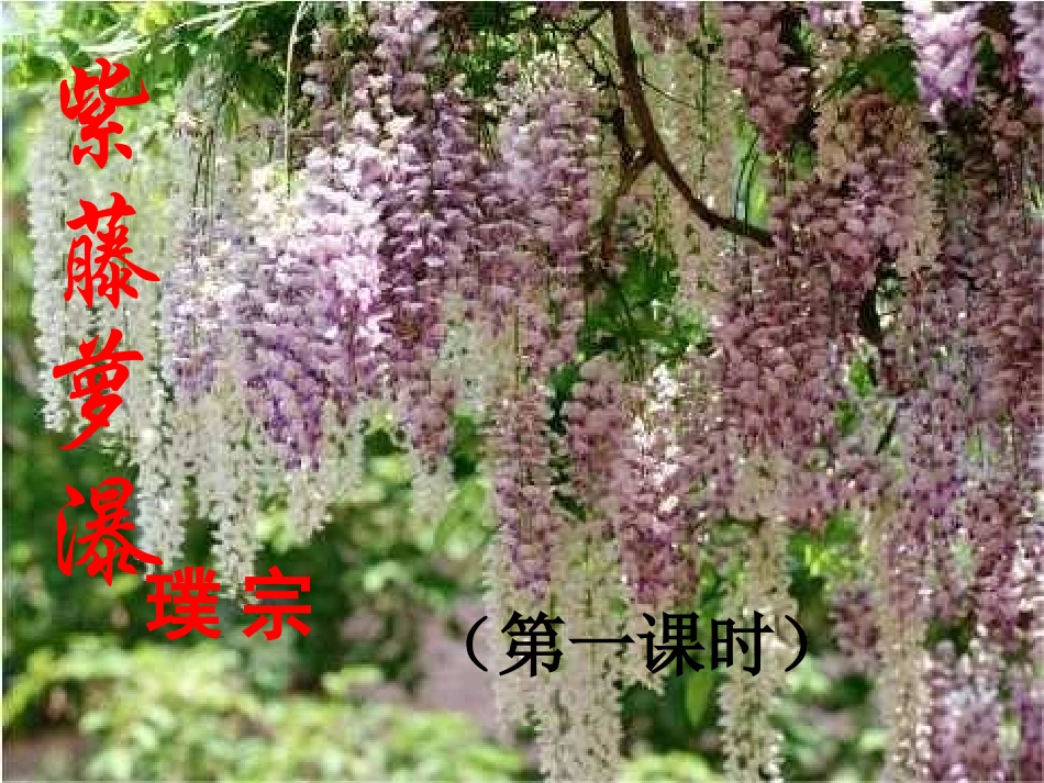 《紫藤萝瀑布》课件第一课时_第1页