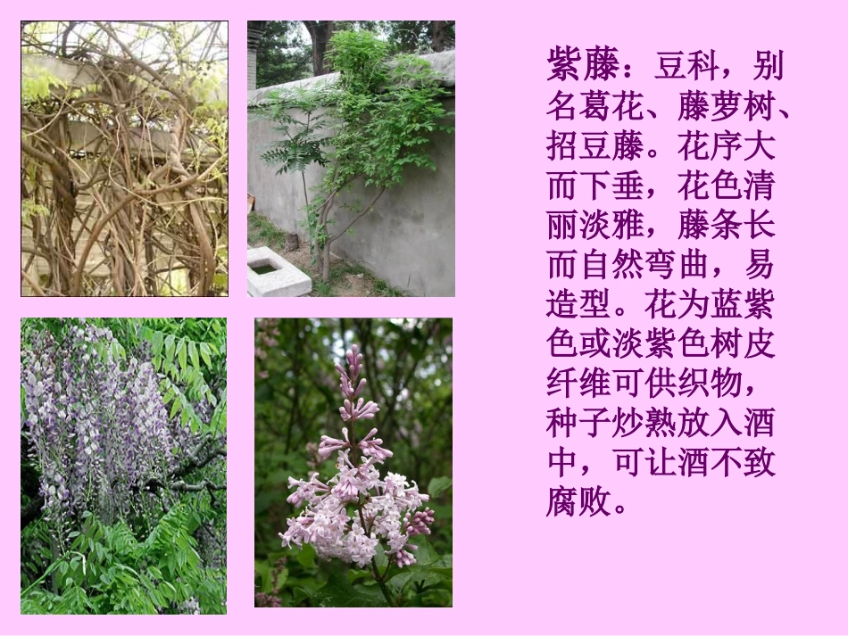 《紫藤萝瀑布》课件第一课时_第2页