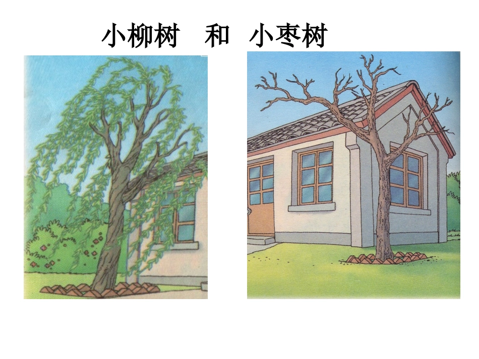 小柳树和小枣树 (3)_第1页