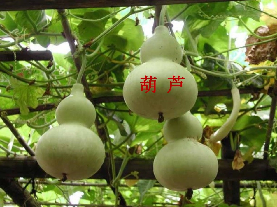 我要的是葫芦 (7)_第2页