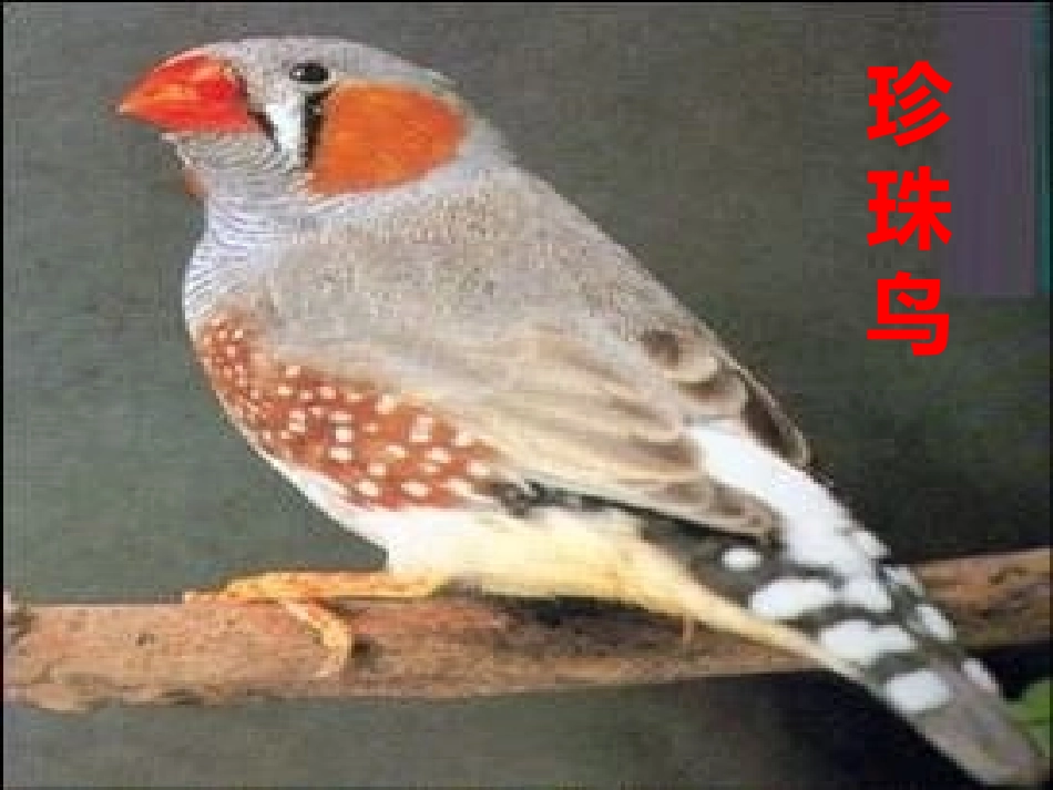 五年级语文上册第四组16珍珠鸟课件_第1页