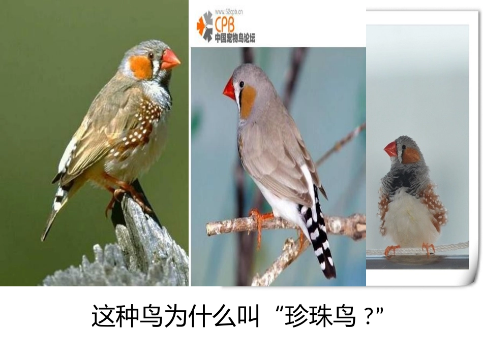 五年级语文上册第四组16珍珠鸟课件_第2页