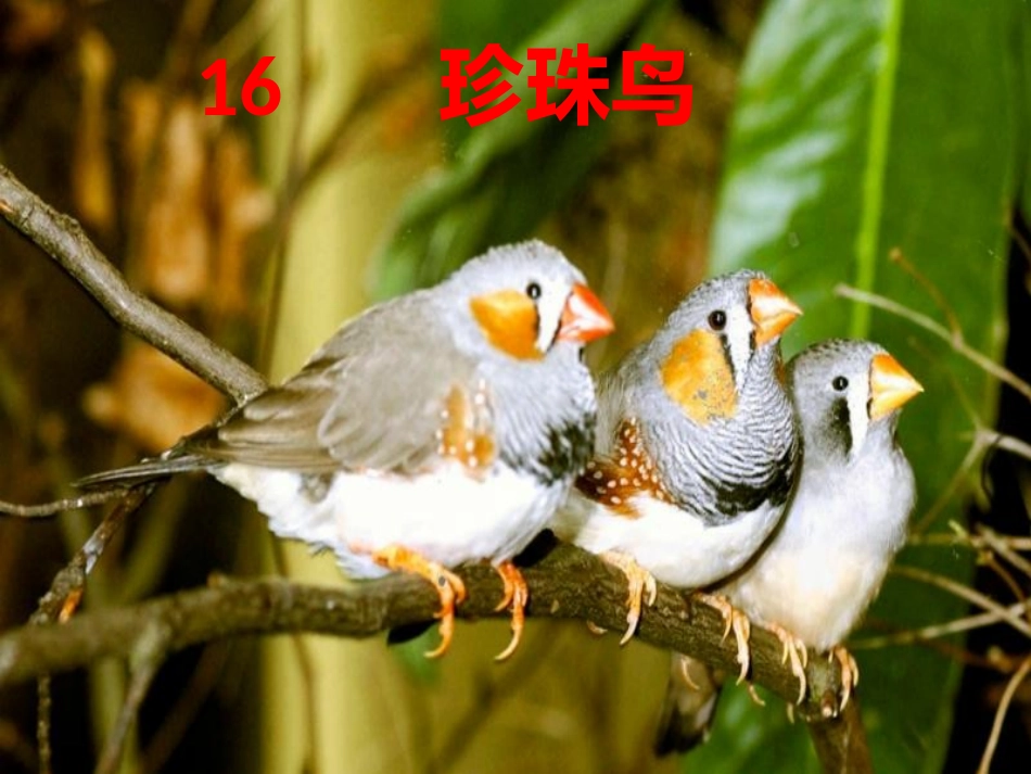 五年级语文上册第四组16珍珠鸟课件_第3页