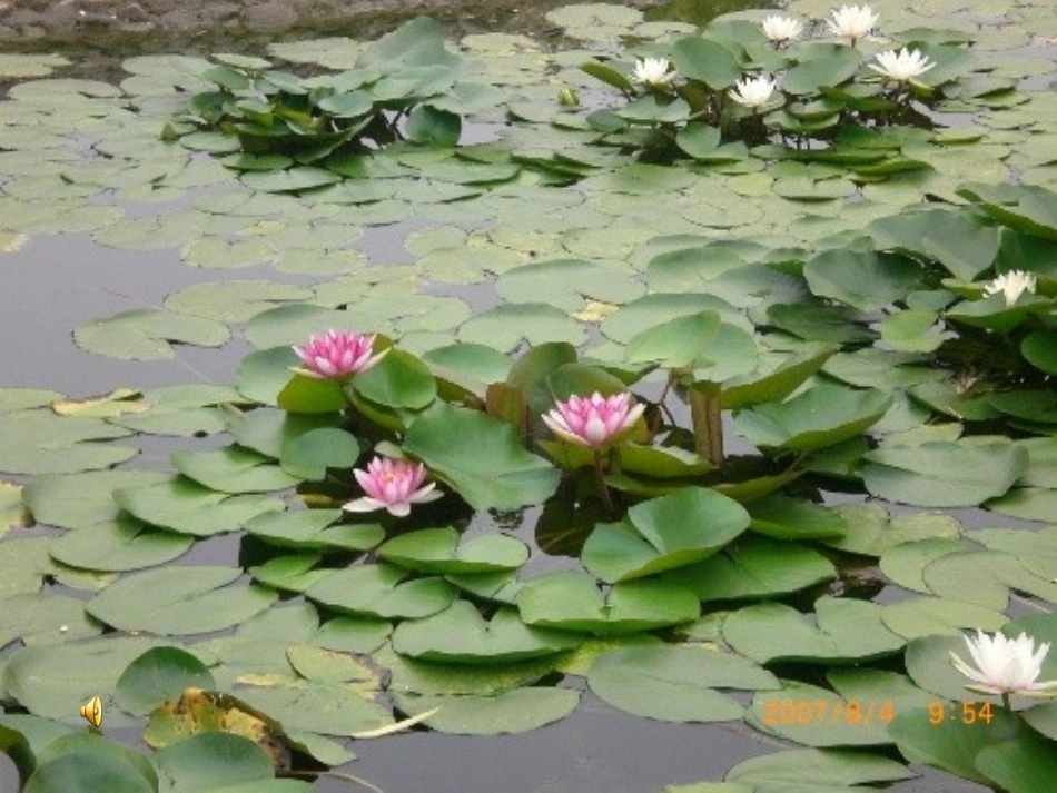 北师大版六年级语文上册《荷塘旧事》PPT课件_第2页