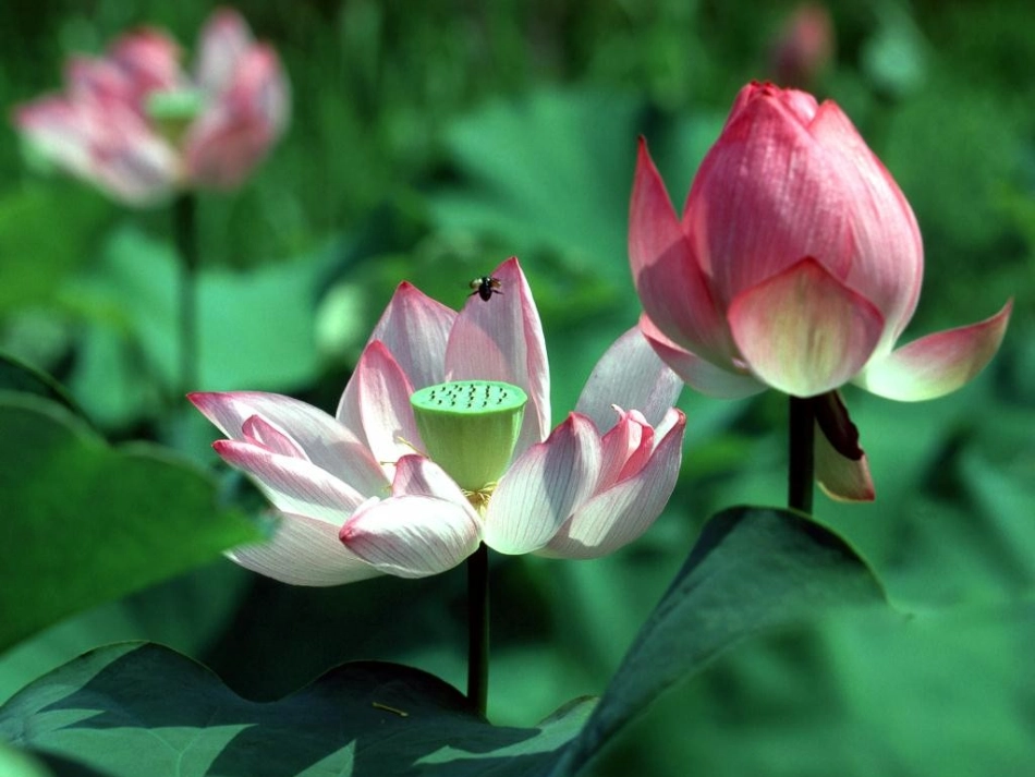 北师大版六年级语文上册《荷塘旧事》PPT课件_第3页