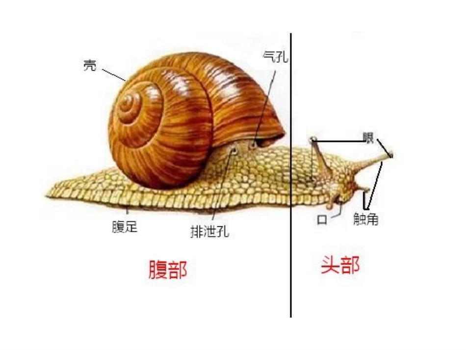 动物有哪些相同特点_第2页