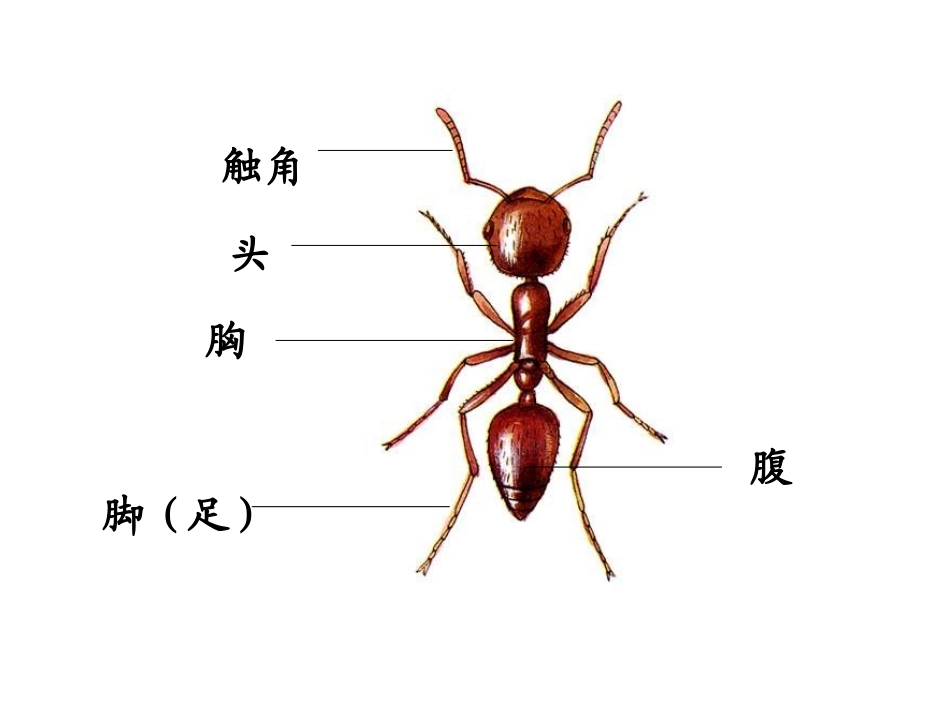 动物有哪些相同特点_第3页