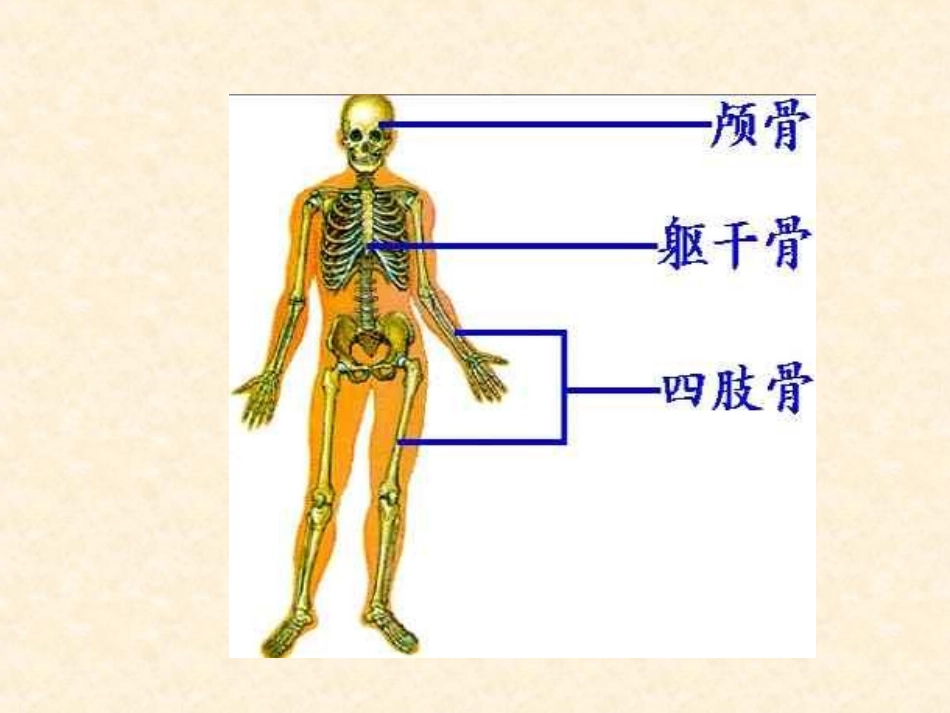 《动物的运动》课件4_第3页