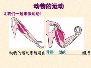 《动物的运动》课件4
