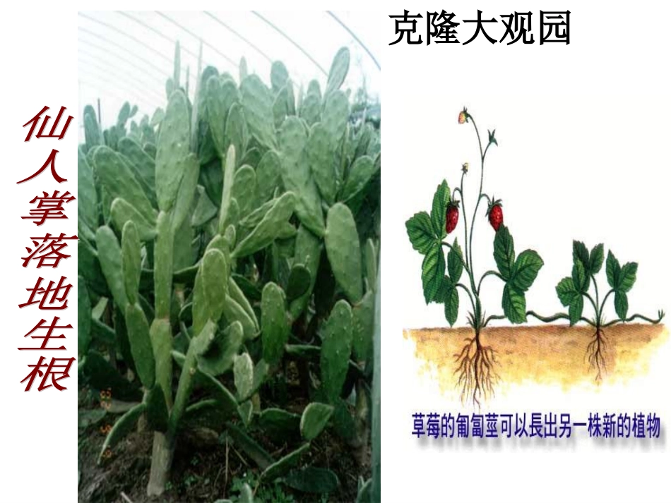 《奇妙的克隆》课件1_第2页