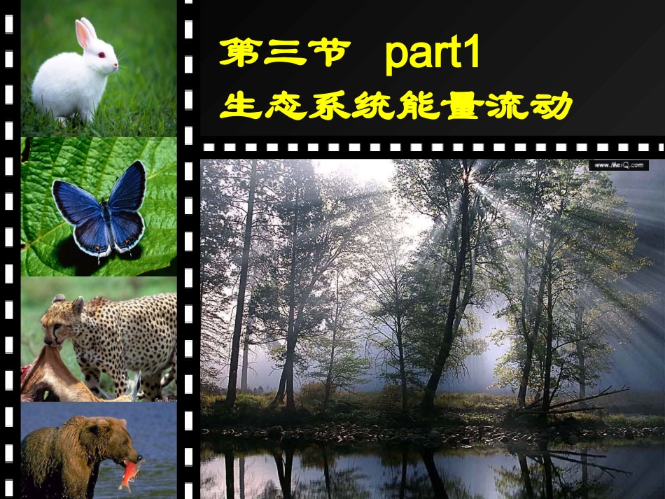 人教版必修3第五章第二节生态系统的能量流动（共20张PPT）_第2页