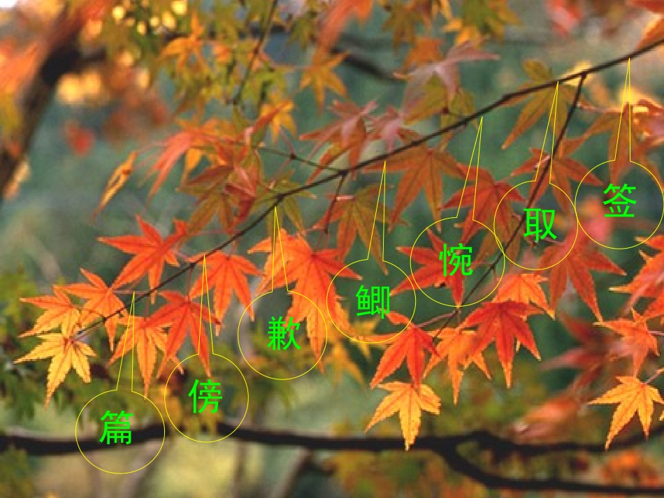 一张美丽的红枫叶课件_第2页