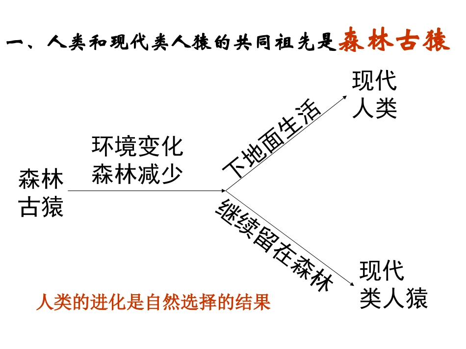 人的由来复习资料_第2页