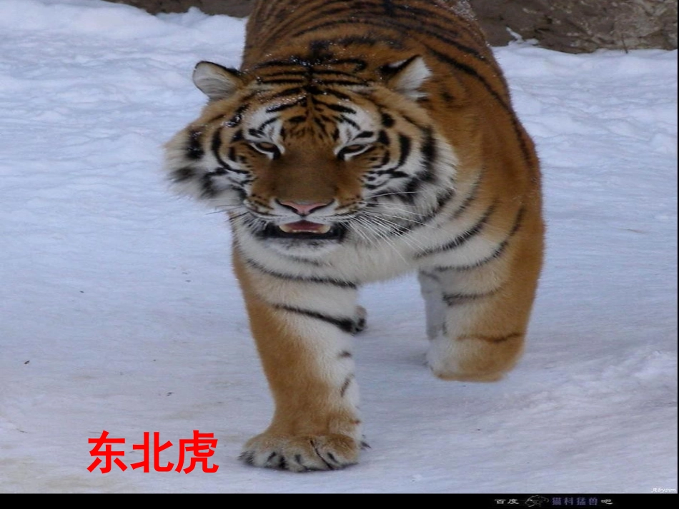 小学数学三年级上册《万以内的加减法二》加法 (2)_第3页