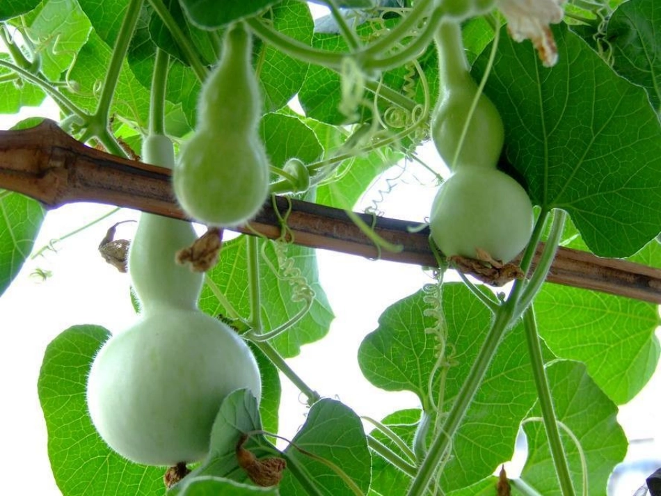 我要的是葫芦PPT_第2页