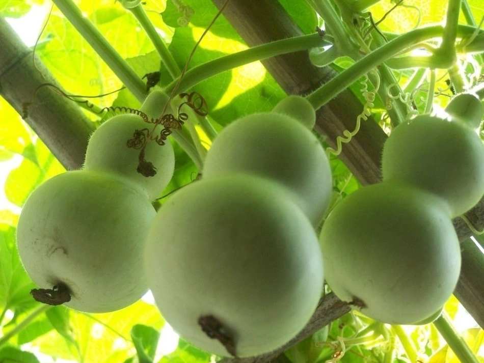 我要的是葫芦PPT_第3页