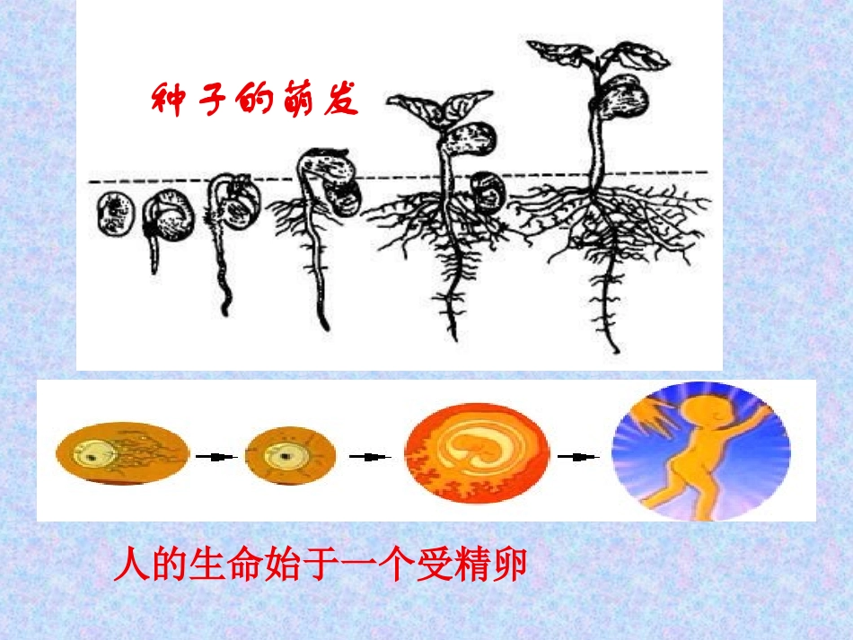 七年级生物上册《221细胞通过分裂产生新细胞》课件_第2页