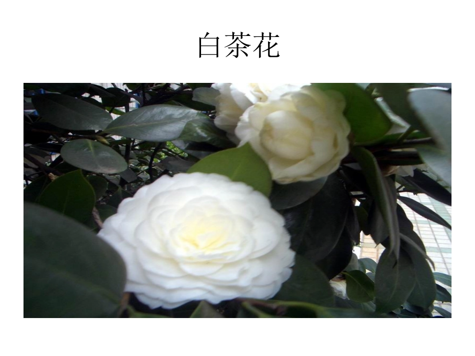 教科版小学科学三年级上册第一单元《我看到了什么》课件_第3页