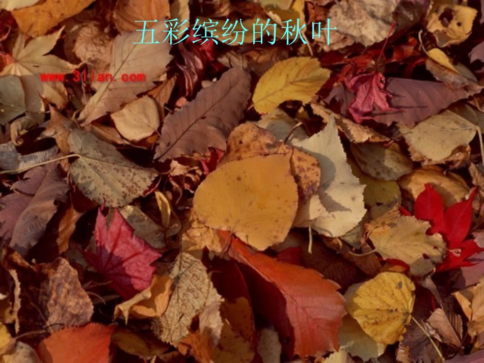 习作3：秋天的树(1)_第2页