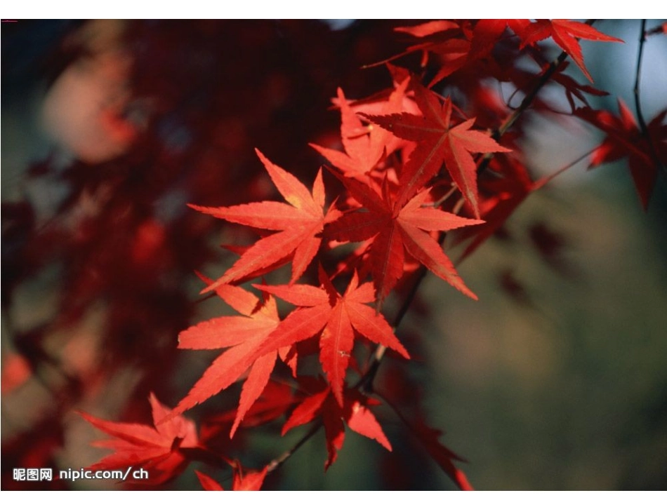 习作3：秋天的树(1)_第3页