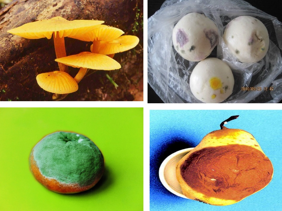 细菌、真菌的分布_第1页