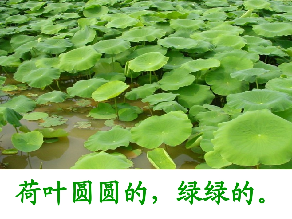课件《荷叶圆圆》_第2页