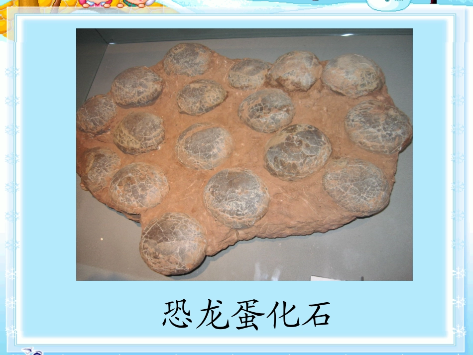 新课标人教版二年级语文上册《活化石》课件_第2页