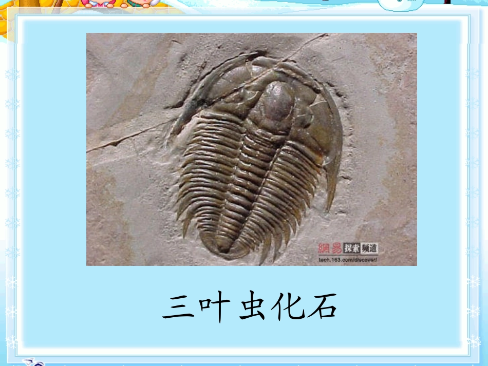 新课标人教版二年级语文上册《活化石》课件_第3页