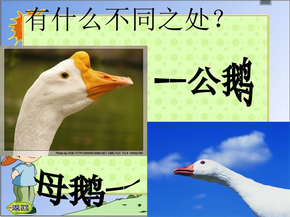 四年级语文上册第四组14白公鹅第一课时课件_第3页