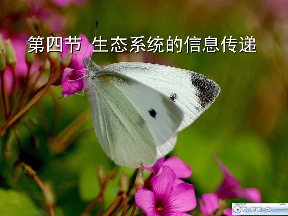 生态系统的信息传递_第1页