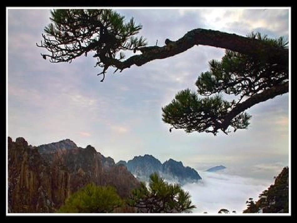 教科版四年级上黄山松_第3页